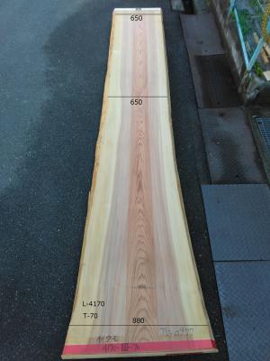 杉　TS-0977