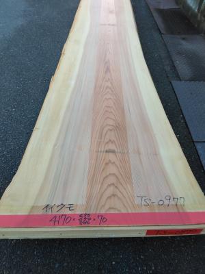 杉　TS-0977