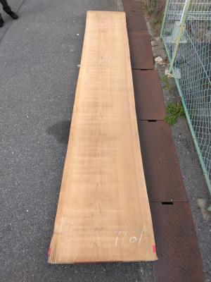 杉　TS-1101